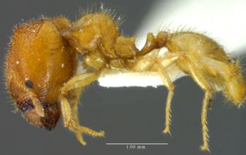 Media type: image;   Entomology 34364 Aspect: habitus lateral view